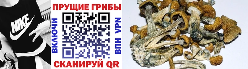 Купить  Райчихинск  Псилоцибиновые грибы ЛСД 